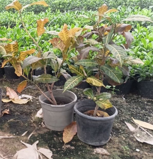 Croton shrub