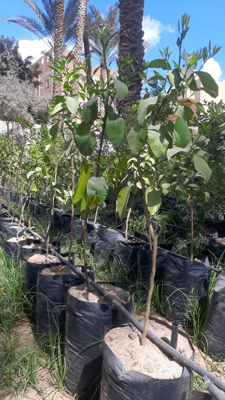 Grape Fruit Seedling