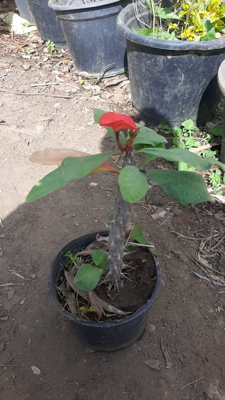 Euphorbia