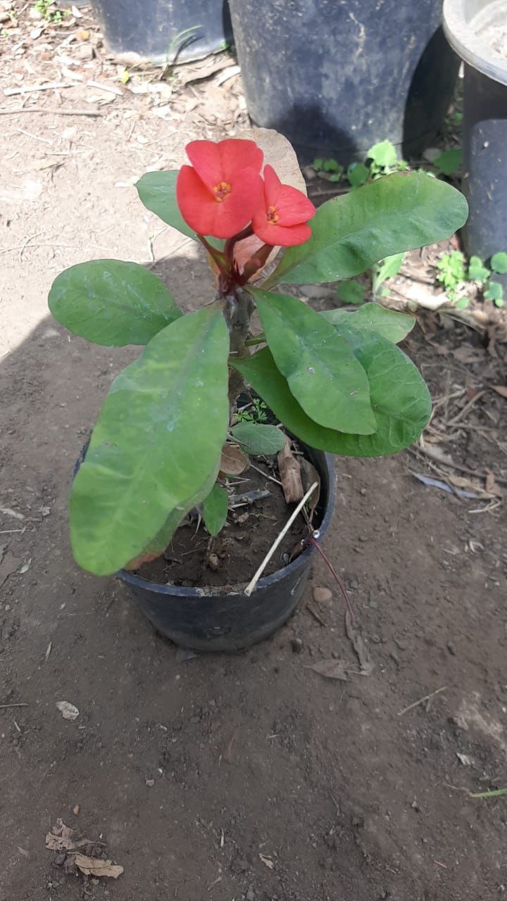 Euphorbia