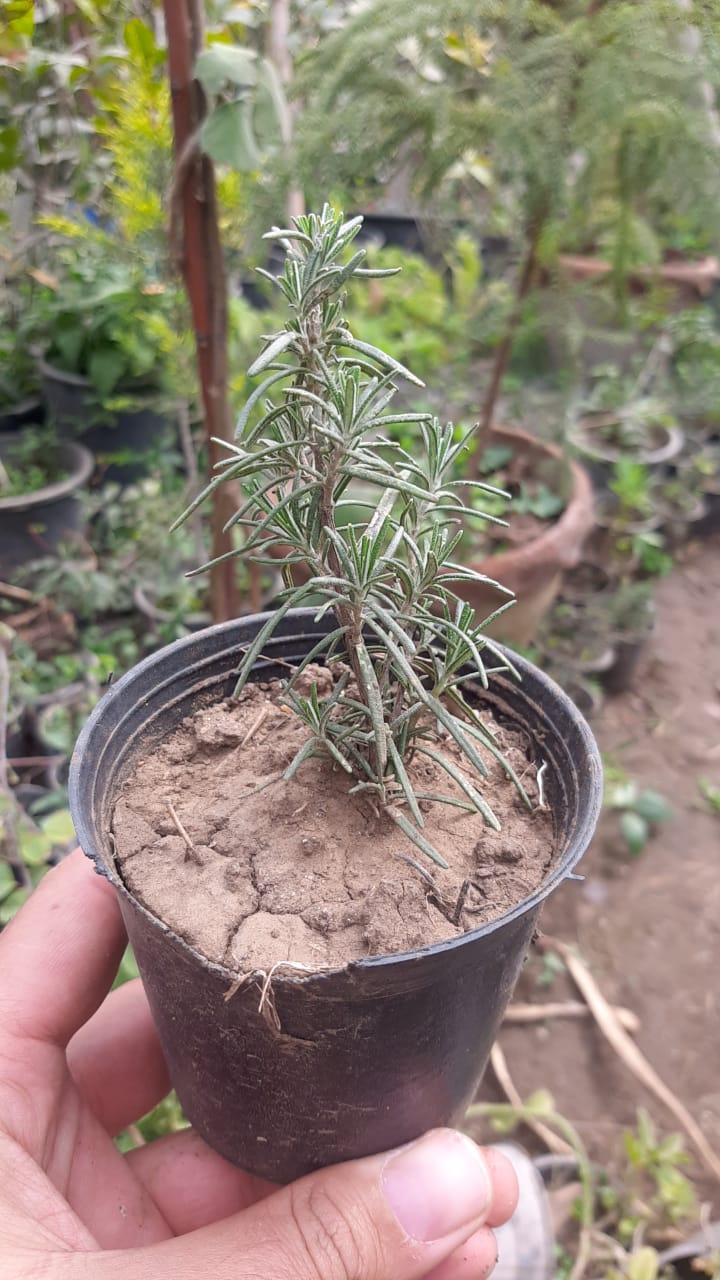 روز مارى