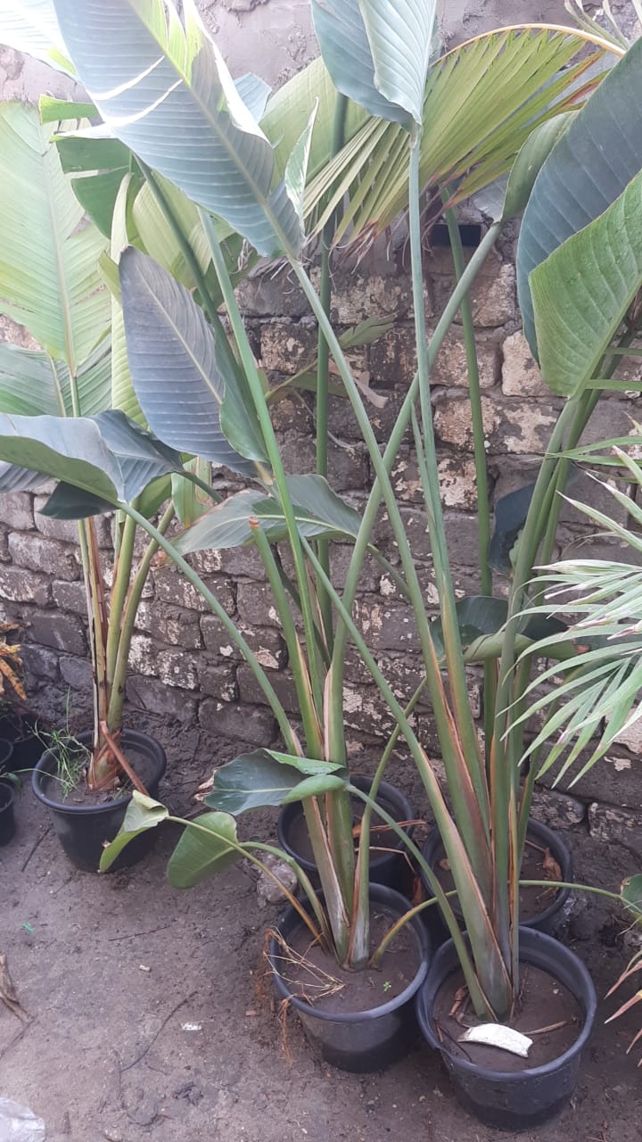 Augusta palm