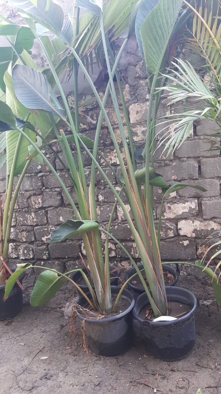 Augusta palm