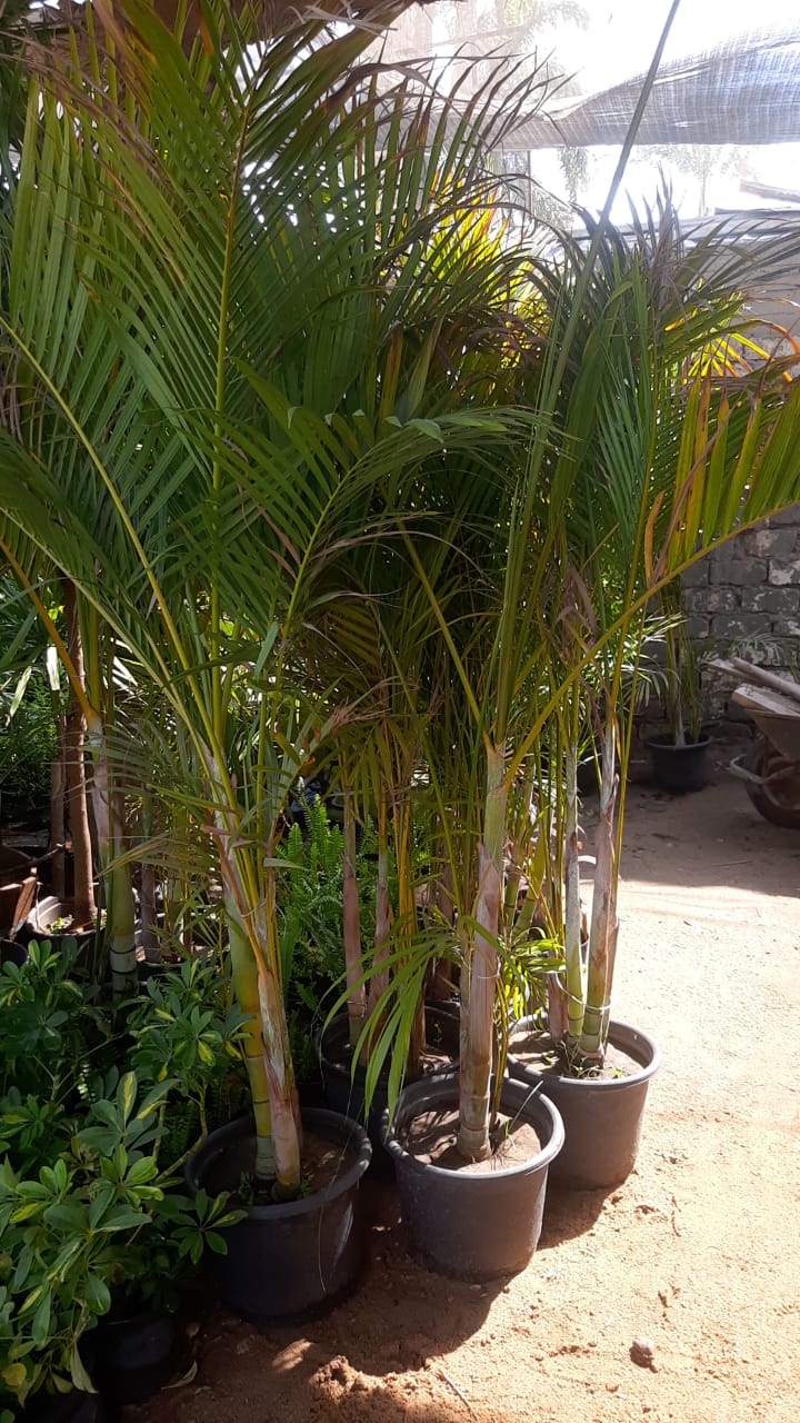 The Areca palm