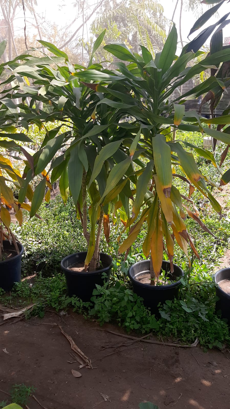 Dracaena plant