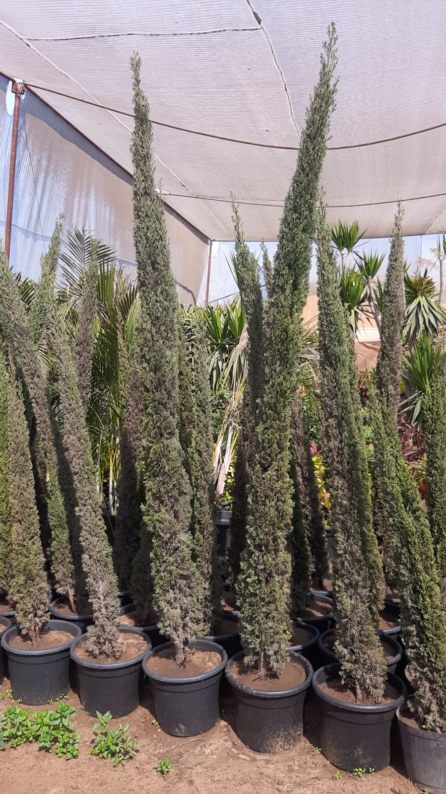 نبات سرو إيطالي