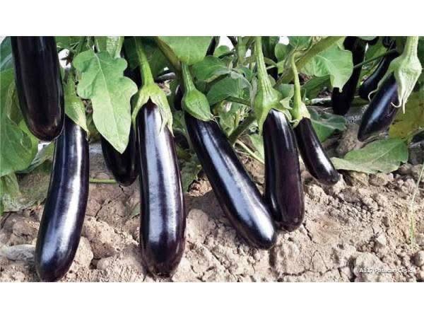 باذنجان اسود بلاك بيرد