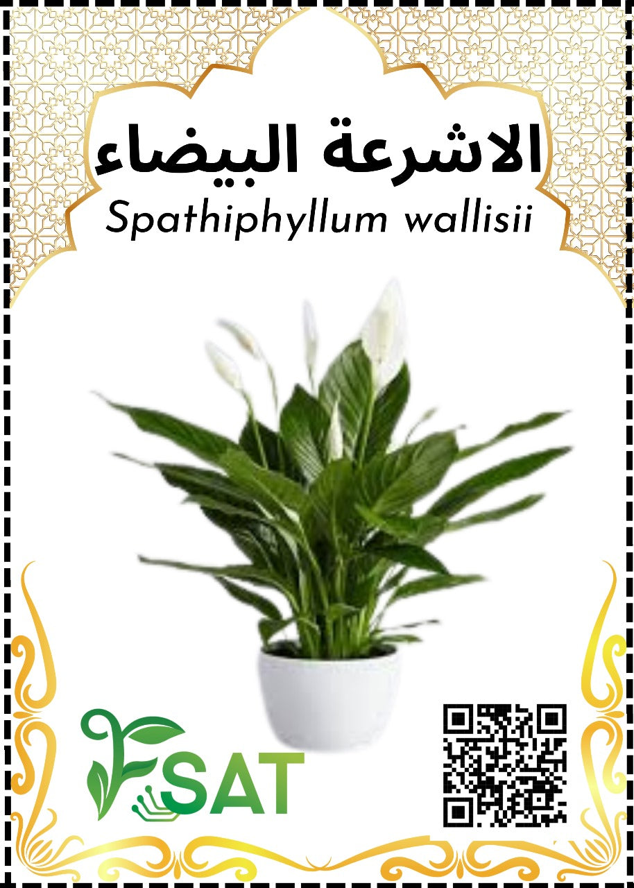 Spathiphyllum wallisii