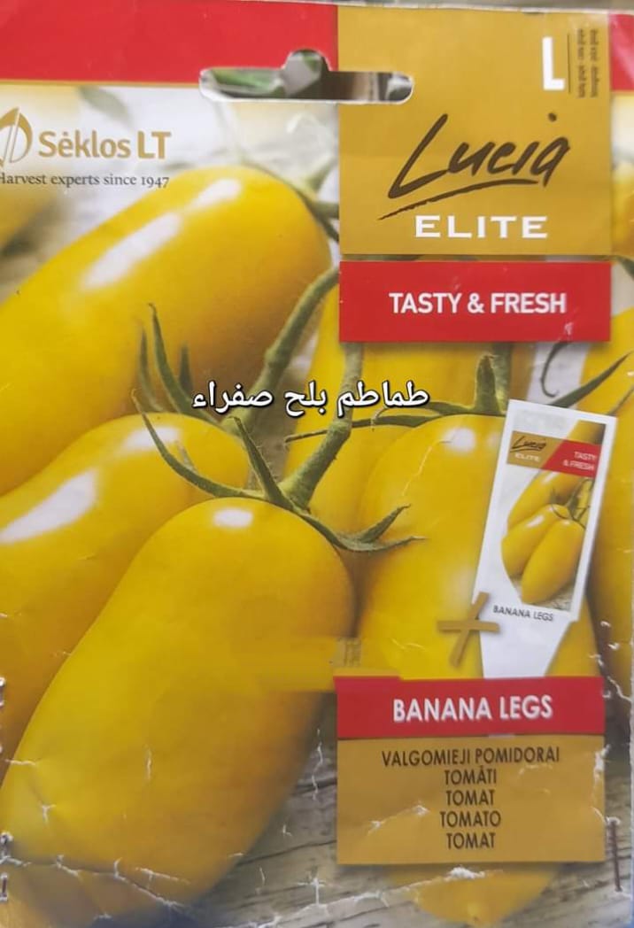 Yellow beard tomato seeds
