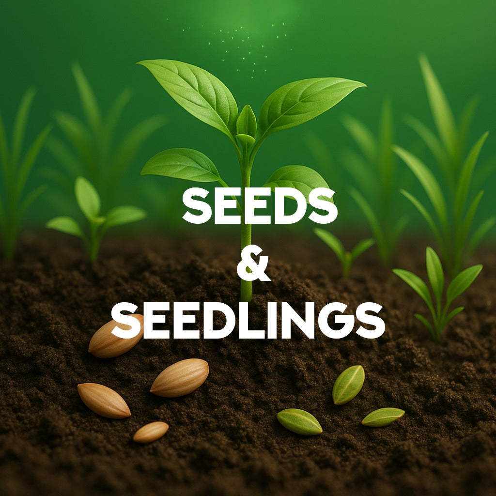 Seeds & Seedlings