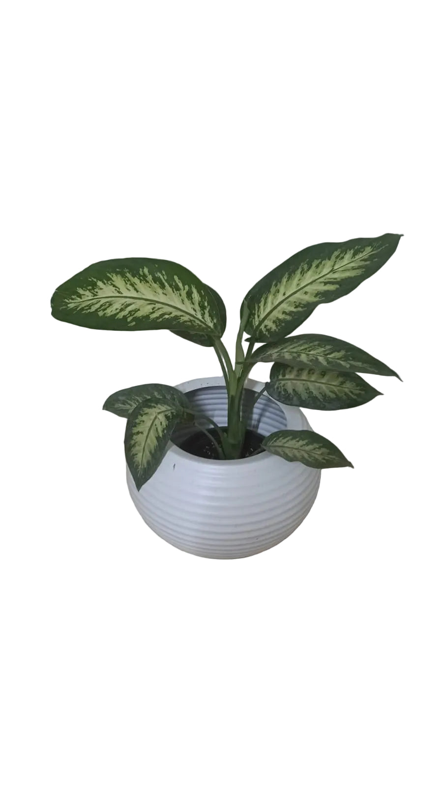 Devnabakhia with potting mix