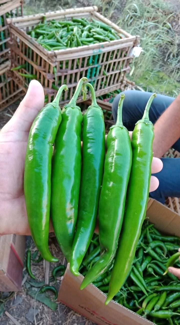 فلفل الحريف عميرة