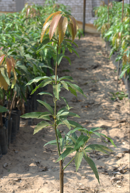 Naomi mango seedling