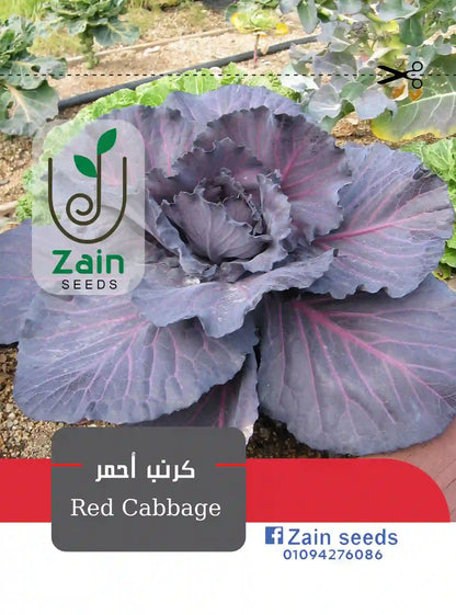 Red Cabbage Seeds