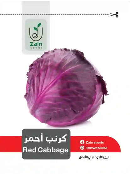Red Cabbage Seeds