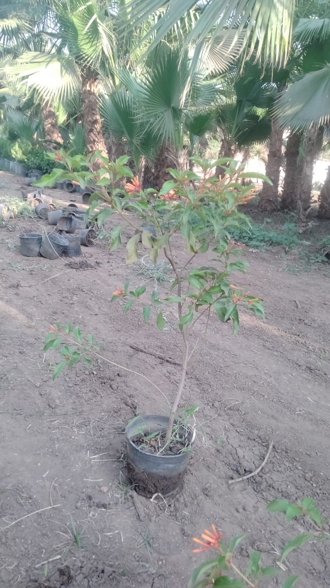 Hamelia
