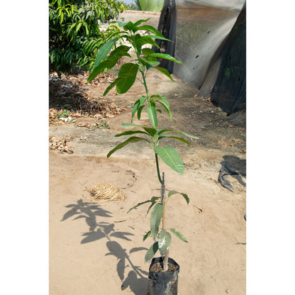 Austin mango seedling