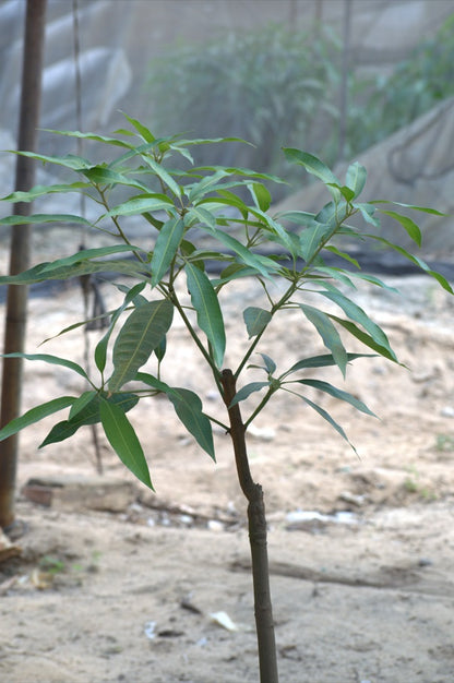 President mango seedling