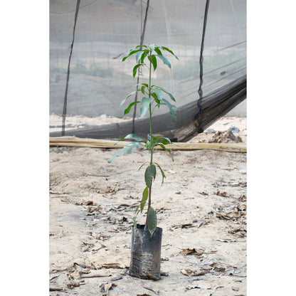 Crimson mango seedling