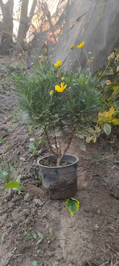 Euryops Pectinatus seedling