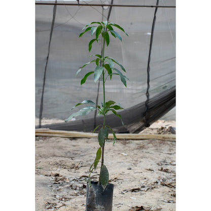 Crimson mango seedling