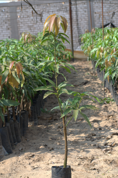 Naomi mango seedling