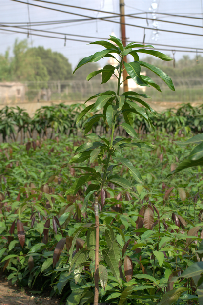 شتلة مانجو ياسمينا روز 