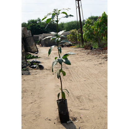 Kiett mango seedling