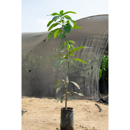 Austin mango seedling