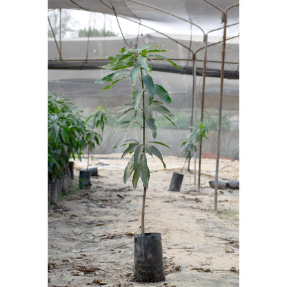 Tommy mango seedling