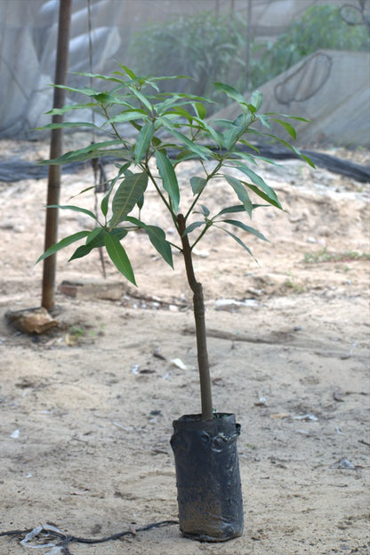 President mango seedling