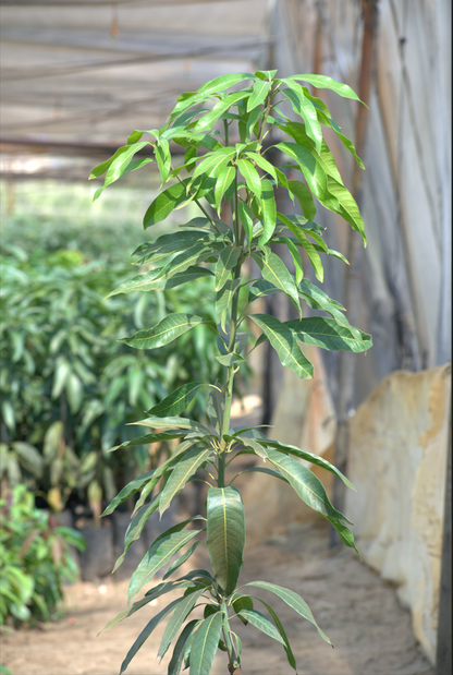 Baz mango seedling