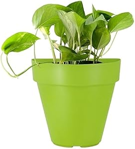 20cm Wall Planter Pot for Vertical Flower Garden or Living Wall Herb Kitchen Plastic Mounted Flat Back Design and Saucer Connected .4pcs Green