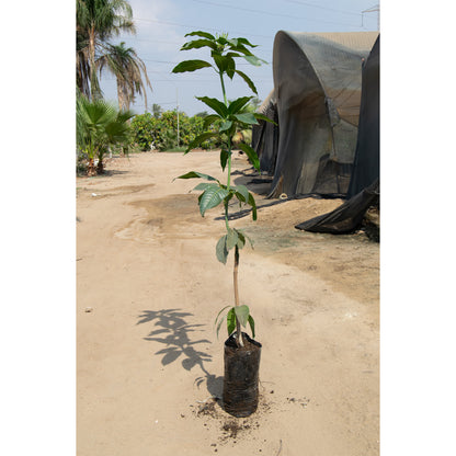 Kiett mango seedling