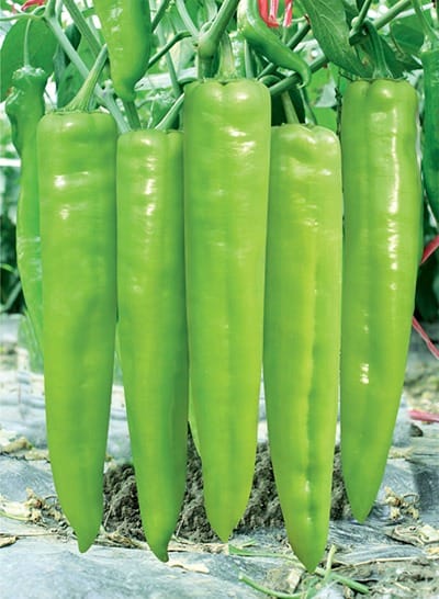 فلفل الفريد