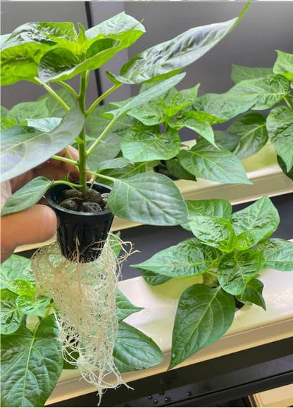 ,NFT Tube,For Hydroponics For Garden Indoor And Outdoor,Eco-Friendly,Safe,6-Pack For Indoor And Outdoor Gardening Grow