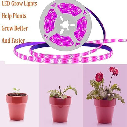 Miryam 12v plant growth LED light strips for all-spectrum growth, waterproof growth bulbs for indoor planting, hydroponics, greenhouses, and gardening. Acrylic, plug-free, purple color.