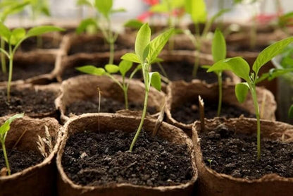 Soil ready for cultivation, petmos, natural, imported high absorbency,excellent soil mix, imported betmos ready to use (kilograms, 2)