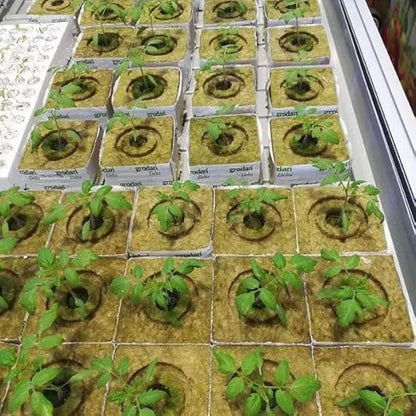 49 Pcs Rock Wool Starter Kit for Beginners, Soilless Growing Rockwool Mat, Plant Seed Growing Cubes, Seed Germination Tray, Seed Seedlings, Cube Size 2x2x4cm