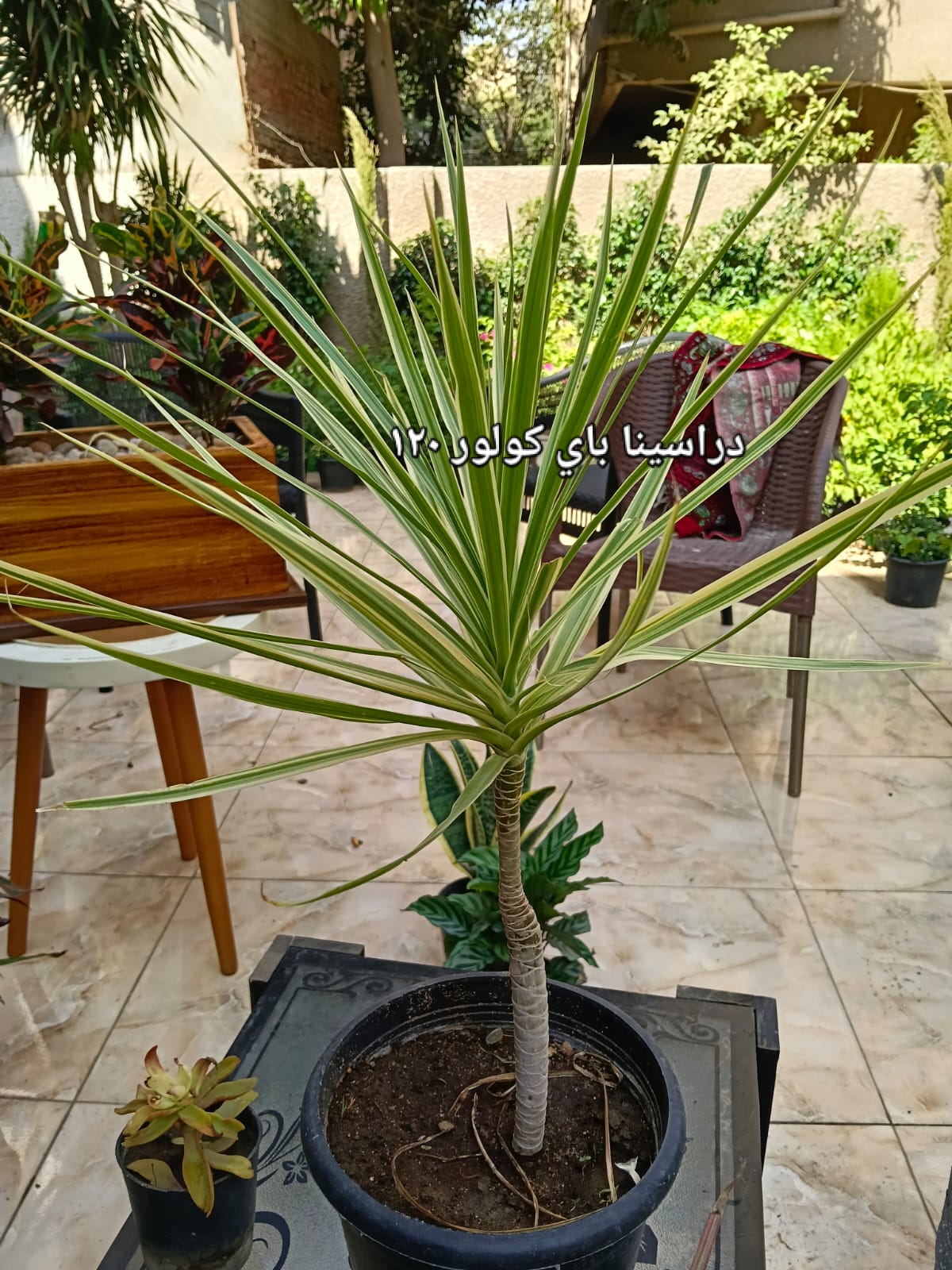 Dracaena by Color