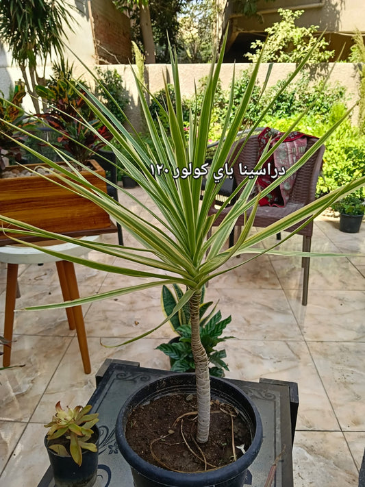 Dracaena by Color