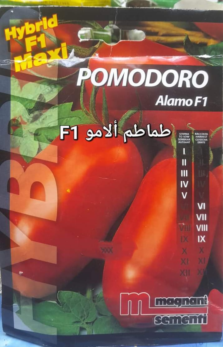 Tomatoes Alamo F1 seeds – Qamhawey Shop
