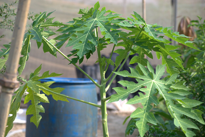 Red Lady Papaya  Seedling