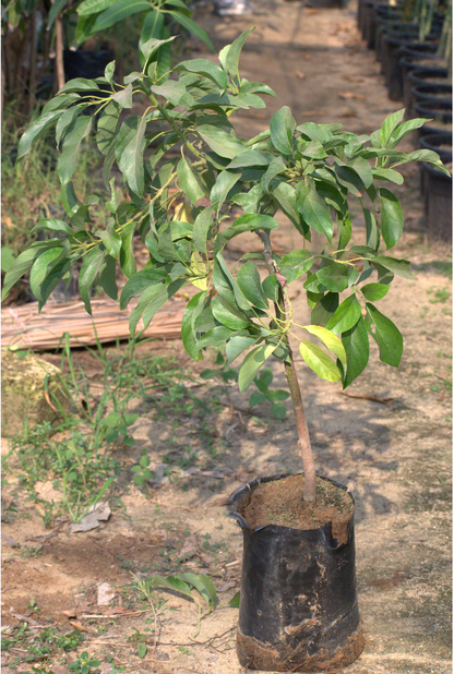 Avocado Hass Seedling