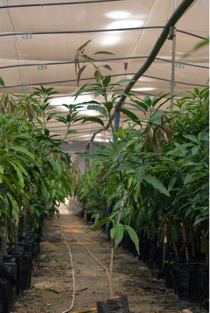 شتلة مانجو تيمور