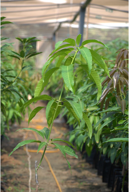 شتلة مانجو الفونس 