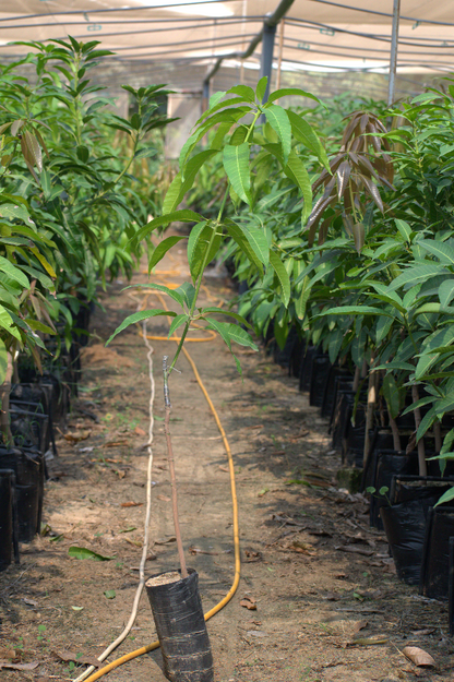 شتلة مانجو الفونس 