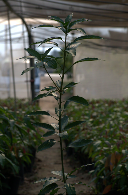 Sadiqa Mango Seedling