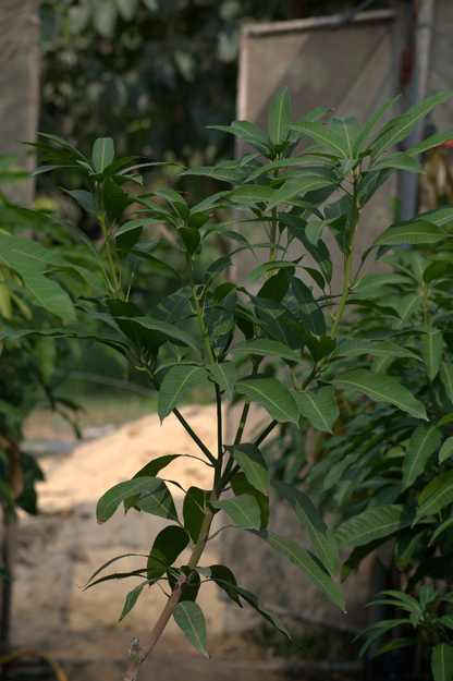 Owais Mango seedling (4years)