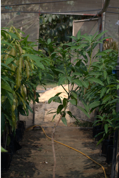 Owais Mango seedling (4years)